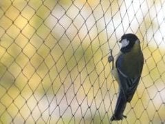 Kuş Önleme Filesi 6 Numara İplik Kalınlığı
