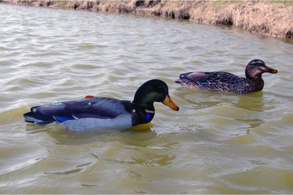 T. NRA FUD Mallard Ducks Ördek Mühre-(3 ERKEK-3 DİŞİ)