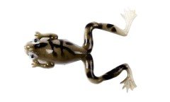 Mutant 3599 Killer Frog 6cm 3'lü Silikon Kurbağa Suni Yem Renk: B03