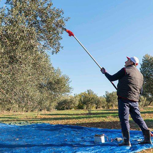Antrac Oliva Teleskobik Zeytin Hasat Makinesi + 6x8 metrekare file