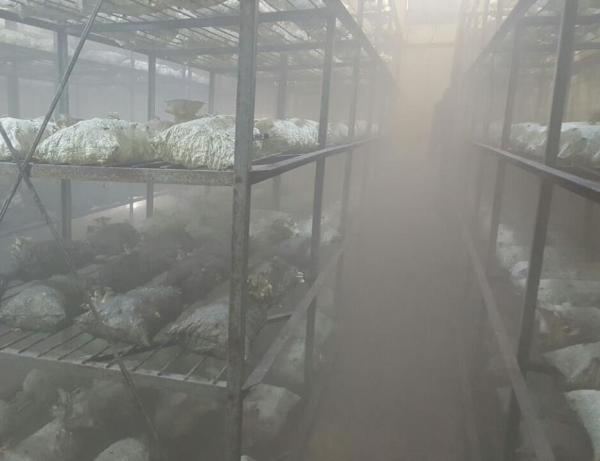 Duru HDM 5 Mantarhane Nemlendirme Ve ULV İlaçlama Makinası