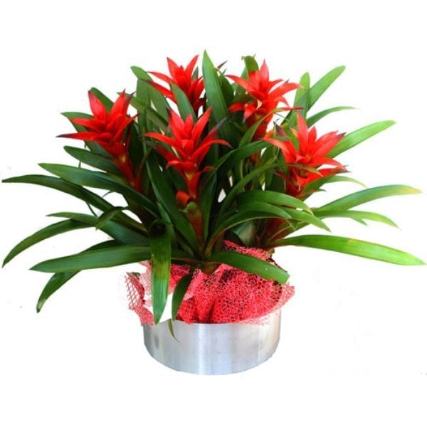Guzmania Aranjman KÜÇÜK BOY 3 DAL