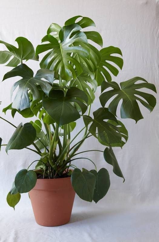 Deve Tabanı - Monstera