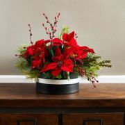 Poinsetia Kutu