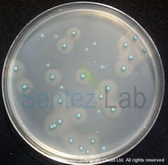 Oxoid Brilliance Listeria Agar Base  500g