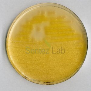 Pseudomonas Agar F (Base) For Microbiology Merck 110989  500 gr