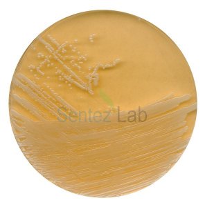 Tryptic Soy Agar With Polysorbate 80 And Lecithin For Microbiology Merck 107324 500 gr