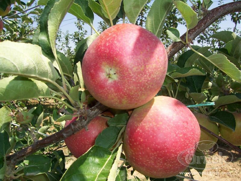 Bodur Summer Red Elma Fidanı