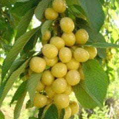 Tam Bodur Starks Gold(Sarı Kiraz) Kiraz Fidanı