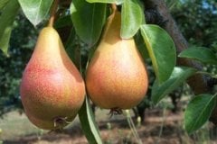 Erkenci Yarıbodur June Beauty Armut Fidanı