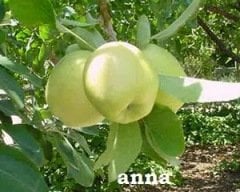 Yarıbodur Erkenci Anna Elma Fidanı