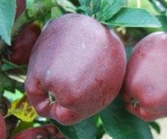 Yarı Bodur Starkrimson Elma Fidanı