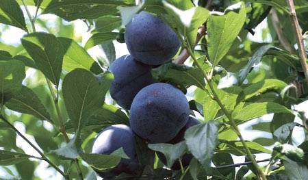 Yarı Bodur Black Amber Erik(6 numara) Fidanı