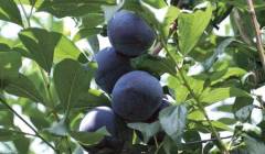 Yarı Bodur Black Amber Erik(6 numara) Fidanı