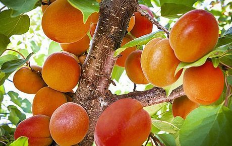 Açık Kök Yarı Bodur Aldeniz Kayısı Fidanı