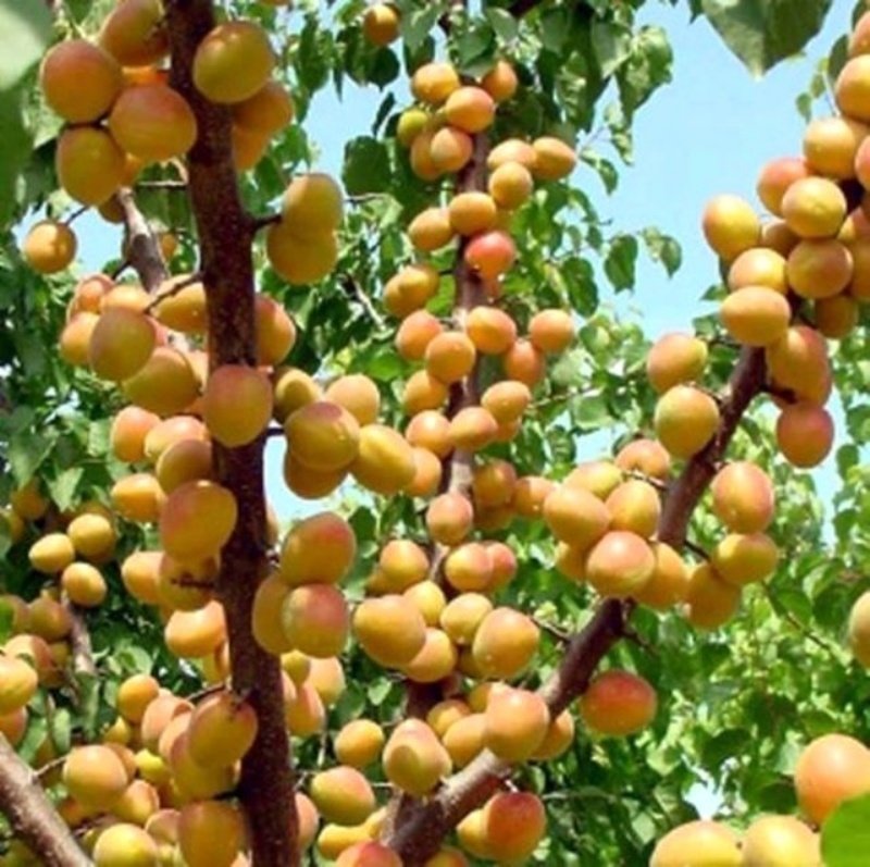 Açık Kök Yarı Bodur Erkenci Trintina Kayısı Fidanı