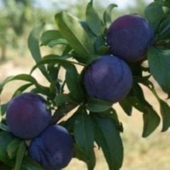 Yarıbodur Black Amber Erik Fidanı