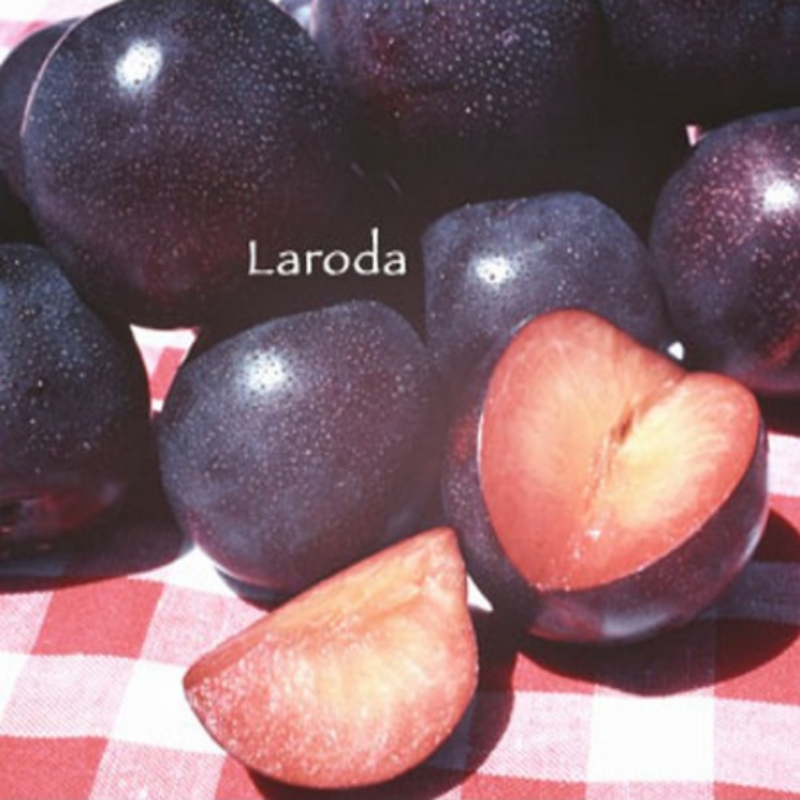 Yarı Bodur Laroda Erik Fidanı
