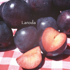 Yarı Bodur Laroda Erik Fidanı