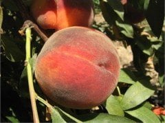 Yarı Bodur Cresthaven Şeftali Fidanı(
