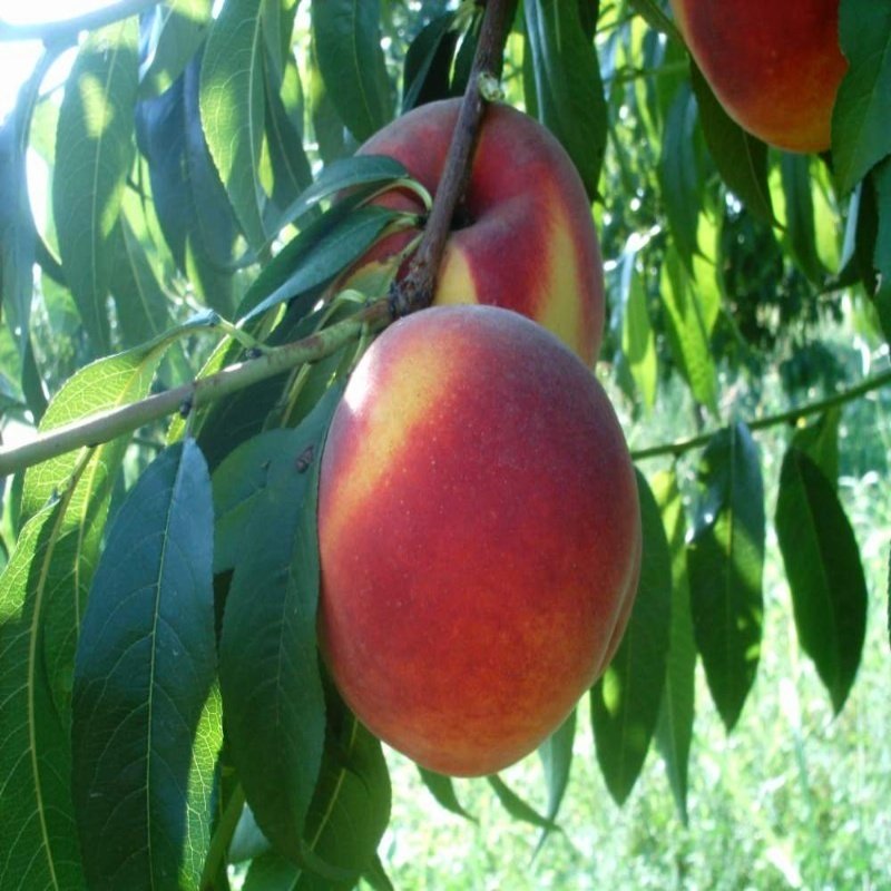 Yarı Bodur Monreo Şeftali Fidanı