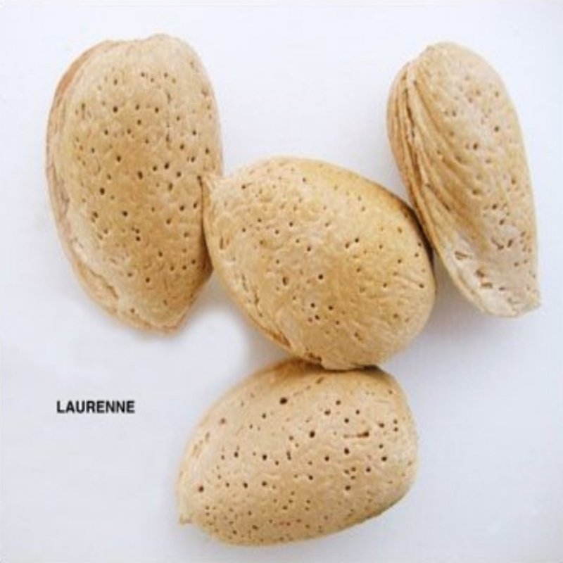 Açık Kök Laurenne Badem Fidanı