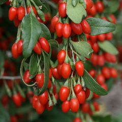 Açık Kök Goji Berry Fidanı (1 Yaş)