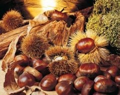 Açık Kök Hacı Ömer Kestane Fidanı