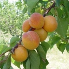 Açık Kök Erkenci Procede Thyrınte (Trintina) Kayısı Fidanı