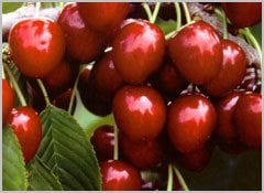 Tüplü Regina (Reggina) Kiraz Fidanı