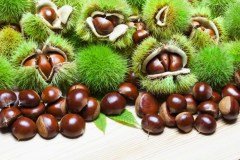 Tüplü Hacı Ömer Aşılı Kestane Fidanı