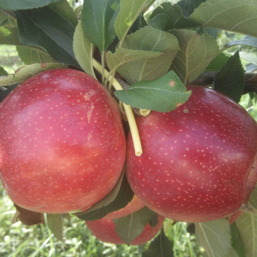 MM106 Pink Lady Elma fidanı