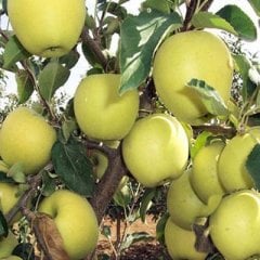 MM106 Golden Delicious Elma fidanı
