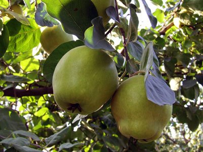 Eşme Ayvası Fidanı