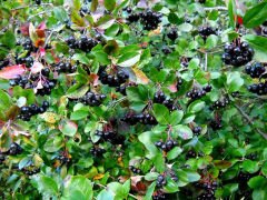 Tüplü Aronia Melanocarpa Fidanı (Aronya)