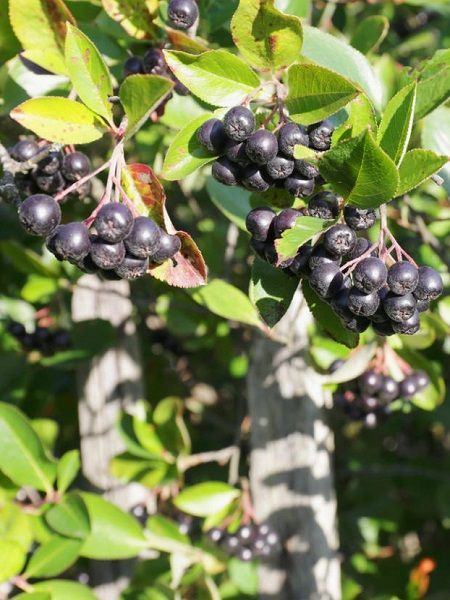 Tüplü Aronia Melanocarpa Fidanı (Aronya)