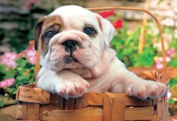 Educa Puzzle Bulldog 500 Parça Puzzle