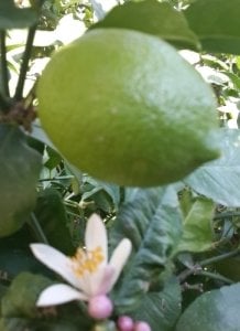 Enterdonat Limon - 5 KG