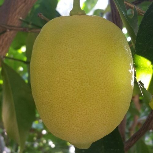 Enterdonat Limon - 5 KG