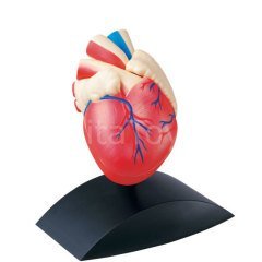 Kalp Modeli (Orjinal Boyut) Maket