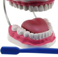 Diş Fırçalama Modeli (Büyük Boy)