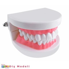 Diş Maketi (Modeli) Fen Doğa Merkezi Materyali-