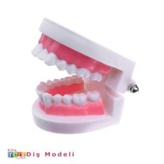 Diş Maketi (Modeli) Fen Doğa Merkezi Materyali-