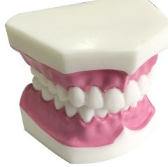 Diş Modeli (Fen Merkezi Maketi)