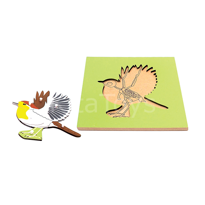 İskeletli Kuş Puzzle Montessori Materyalleri