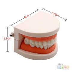 Diş Maketi (Modeli) Öğretim Materyali