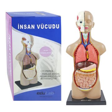 İnsan Vücudu (Büyük)