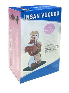 İnsan Vücudu (Küçük)