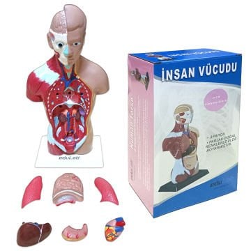 İnsan Vücudu (Küçük)