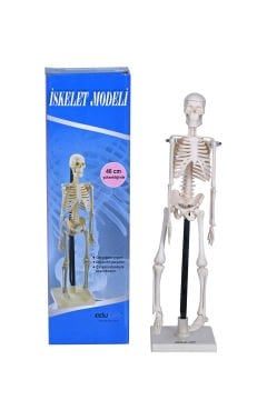 İskelet Modeli 46 cm
